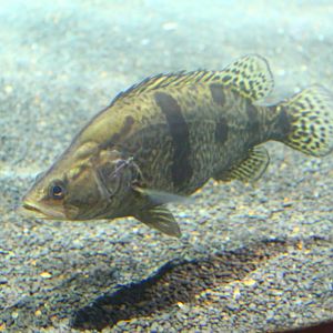 Fish Files: Chinese Perch