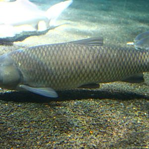 Fish Files: Black Carp