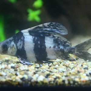 Fish Files: Chinese High Fin Loach