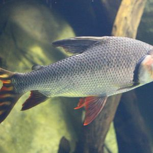 Fish Files: Flagtail Characin
