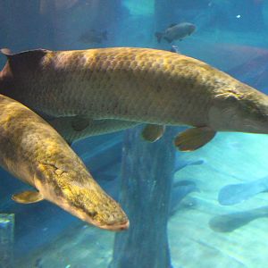 Fish Files: Giant Arapaima