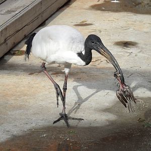 Sacred ibis killing house sparrow