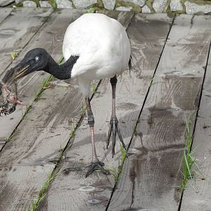 Mmm... yummy sparrow!