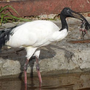 Anyone tell me please how should I swallow this?