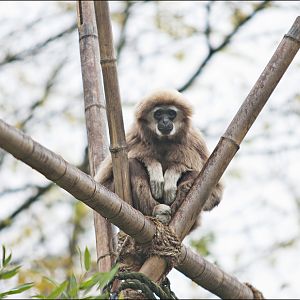 Gibbon at Zoo in der Wingst