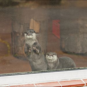 Small clawed otters at Zoo in der Wingst