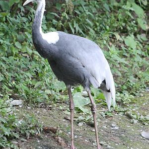 White-necked crane