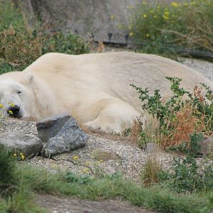 Polar bear
