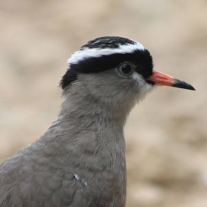 Crowned lapwing