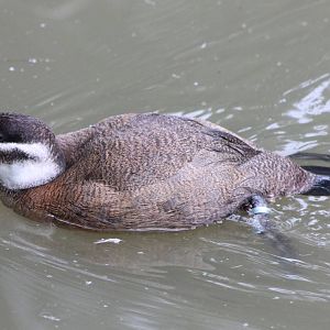 White-headed duck