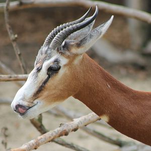 Mhorr gazelle