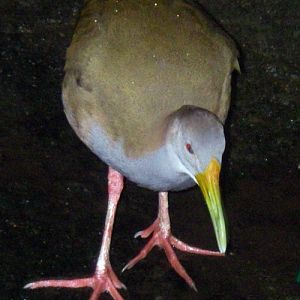 Giant Wood Rail (Aramides ypecaha)