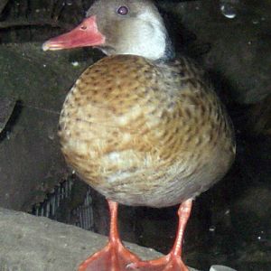 Brazilian Teal (Amazonetta brasiliensis)