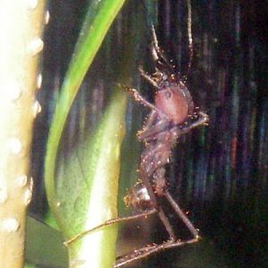 One of the Leaf-cutter ant species: Atta cephalotes.