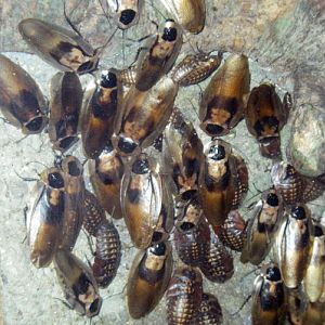 Death's Head Cockroaches (Blaberus cranifer)