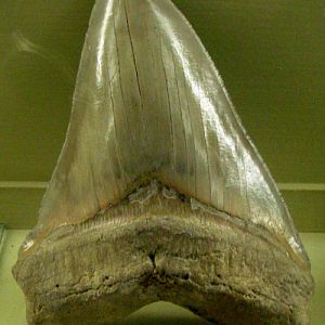 Megatooth Shark (Carcharodon megalodon) teeth