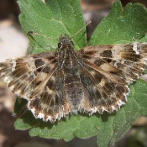 Mallow Skipper (Carcharodus alceae)