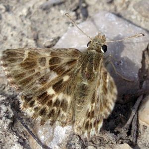 Southern Marbled Skipper (Carcharodus baeticus)