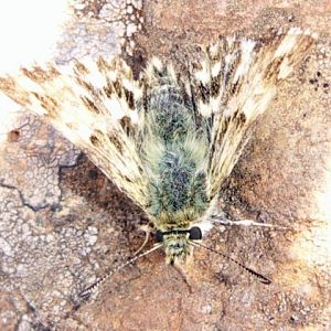 Northern Marbled Skipper (Carcharodus lavatherae)