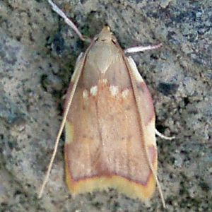 Oak Long-horned Flat-body (Carcina quercana)