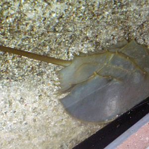 Indo-Pacific Horseshoe Crab (Carcinoscorpius rotundicauda)