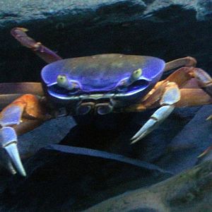 Rainbow Land Crab (Cardisoma armatum)