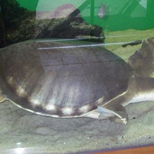 Pig-nosed Turtle (Carettochelys insculpta)