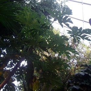 Papaya (Carica papaya)