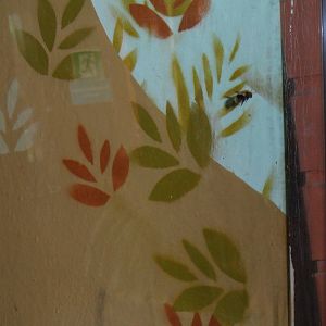 Common carder bee queen trapped in fossa exhibit