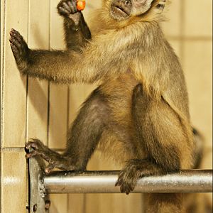 Black-capped capuchin at Zoo in der Wingst