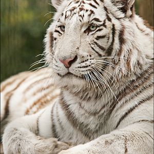 White tiger at Zoo in der Wingst