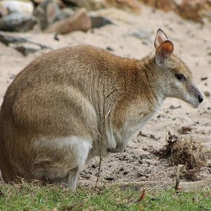 Sand wallaby