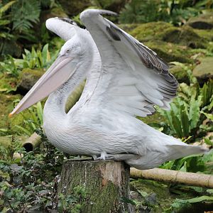 Caspian pelican