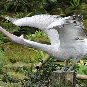 Caspian pelican