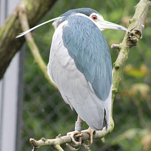 Black-crowned night heron
