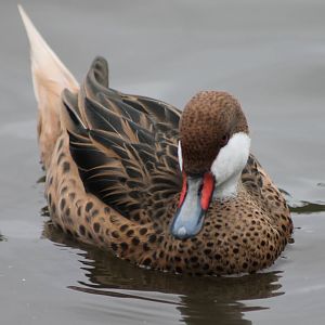 Bahama pintail