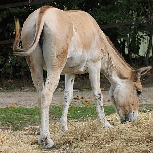 Onager