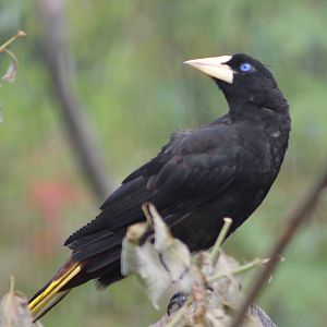 Crested oropendola