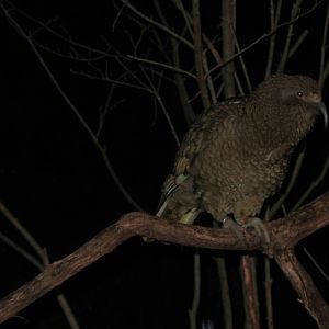 Kea by Night