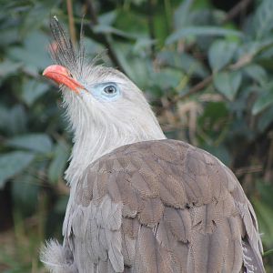 Red-legged seriema