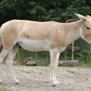 Onager