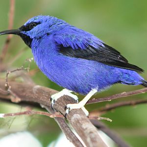 Yellow-legged honeycreeper