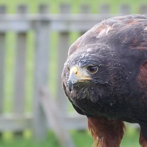 Harris Hawk