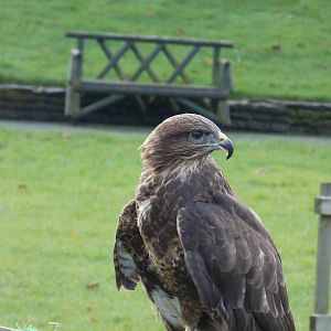 Buzzard