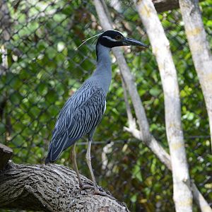 Yellow crowned night heron