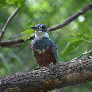 Kingfisher (Megaceryle torquata)