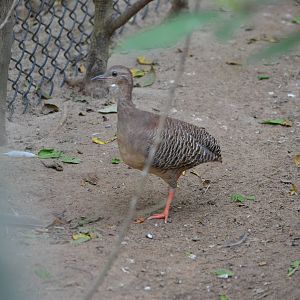 Red legged tinamou