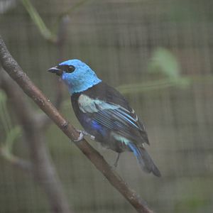 Blue necked tanager