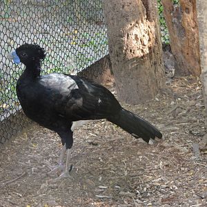 Blue billed currasow