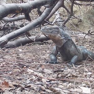 Rhinoceros Iguana